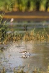 Échasse blanche (Himantopus himantopus - Black-winged Stilt)