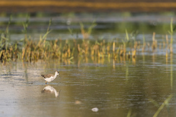 Échasse blanche (Himantopus himantopus - Black-winged Stilt)