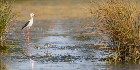 Échasse blanche (Himantopus himantopus - Black-winged Stilt)