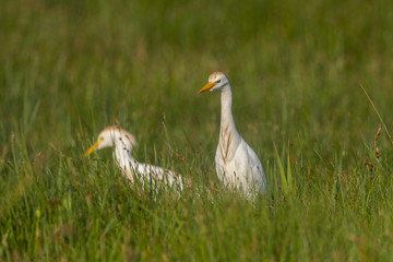 Héron garde-boeufs (Bubulcus ibis - Western Cattle Egret)