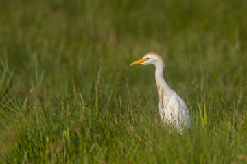 Héron garde-boeufs (Bubulcus ibis - Western Cattle Egret)