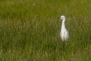Héron garde-boeufs (Bubulcus ibis - Western Cattle Egret)