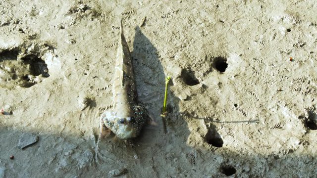 Mudskipper fish walking and finding some food on the land.
