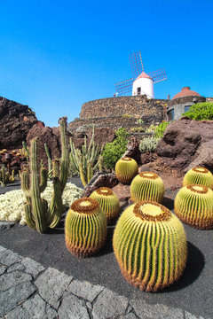Jardin de Cactus - Lanzarote / Canarias ( Spain )