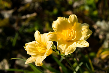 Obraz premium Flower yellow lily