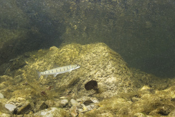 Common huchen (Hucho hucho) swimming in nice river. Beautiful salmonid fish in close up photo. Underwater photography in wild nature. Mountain creek habitat.