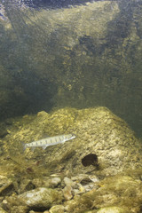 Common huchen (Hucho hucho) swimming in nice river. Beautiful salmonid fish in close up photo. Underwater photography in wild nature. Mountain creek habitat.