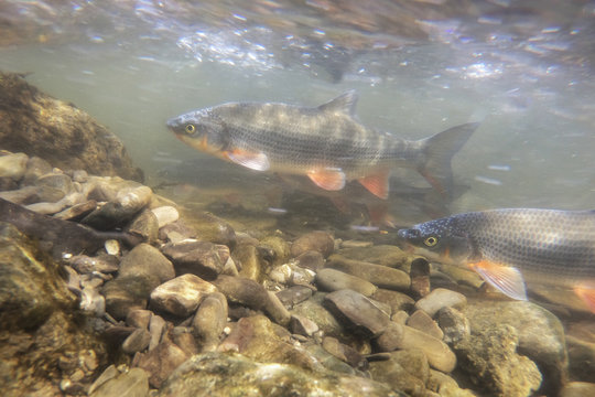 Nase Carp (Chondrostoma nasus) in the beautiful clean river. Underwater shot in the river habitat. Wild life animal. Spawning Nase in the nature habitat with nice background.