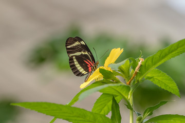 tropischer schmetterling