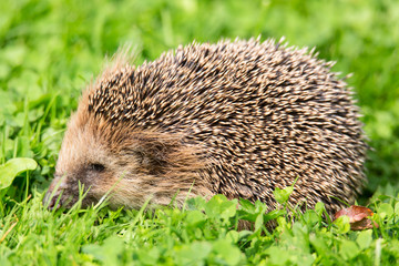 Close up portrait of small European hedgehog on green grass. Erinaceus europaeus.
