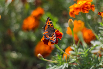 Butterfly sat on a beautiful marigold flower