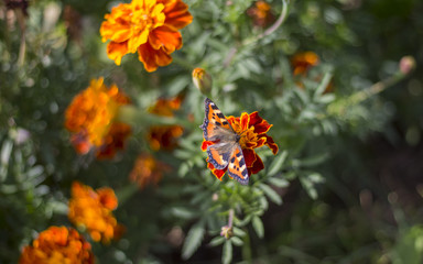 A butterfly sat on a marigold flower
