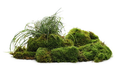 Green moss with grass isolated on white background © dule964