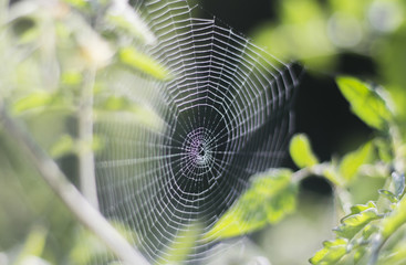 Natural cobweb between two branches in a garden background.