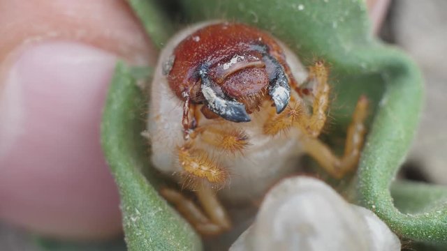 Larva of Scapteriscus The parasite that spoils root crops creeps away Mole crickets