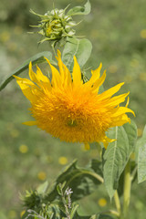 Sonnenblume in Nahaufnahme