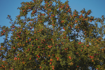 Fototapeta na wymiar Red ripe apples on Apple tree