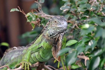 Grüner Leguan