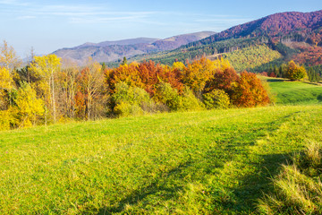 beautiful autumn landscape in mountains. green grass on the meadow. yellow and red foliage on trees. sunny forenoon