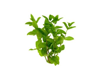 Mint. green  sprig of mint isolated on white background
