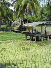 Fototapeta premium restaurant in rice