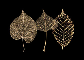 Obrazy na Szkle  Zestaw złotych liści szkieletu na czarnym tle