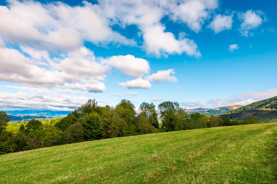 early autumn countryside in mountains. row of trees behind the grassy meadow. fluffy clouds on a blue sky