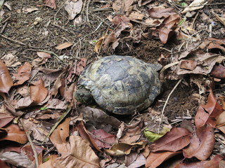 Turtle