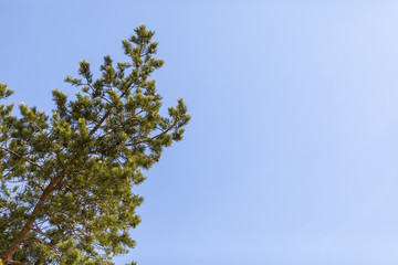 Pine cone tree on a blue sky