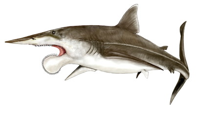 古代魚ヘリコプリオン。今から2億5千万年前のペルム紀の海で最も多様性に富み、栄えたサメ類の中でも特に特徴のあるサメ。このサメの歯は抜け変わらず、奥から次々と押し出してくる歯がらせん状に巻いてゆく異様な歯列を持っていた。サメではあるがどういうサメの仲間であるかは諸説ある。イラストはノコギリザメの全体のフォルムを参考にした。