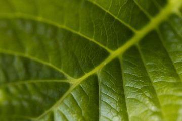 A green leaf with lines