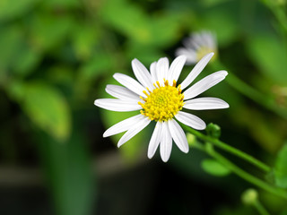 Close up Oxeye Daisy Flower Isolated on Blurry Background