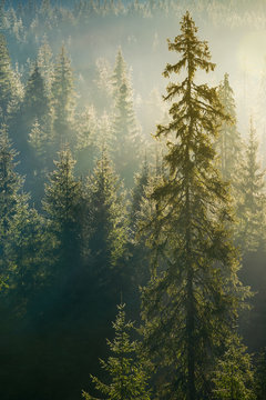 spruce tree in beautiful light. distant forest in morning haze. wonderful autumn nature background