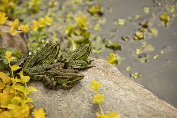 Lithobates clamitans, green frogs havinga party on a rock by a pond with yellow flowers