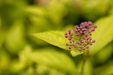 Japanese spiraea also known as Spiraea japonica