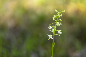 Fototapeta premium Platanthera bifolia also known as lesser butterfly-orchid