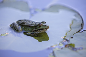 Lithobates clamitans, green frog sitting on a leaf of a water lily