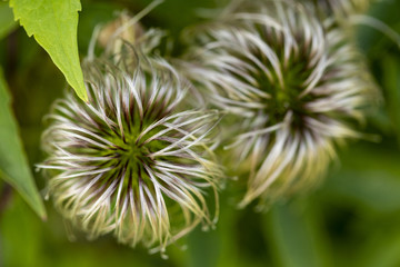 A hairy plant Clematis amongst green leaves