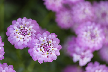 Obraz premium Mexican ageratum with green leaves