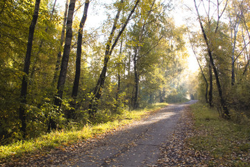Fototapeta premium Autumn path in the park, planted with golden poplars in the rays of the morning warm sun.