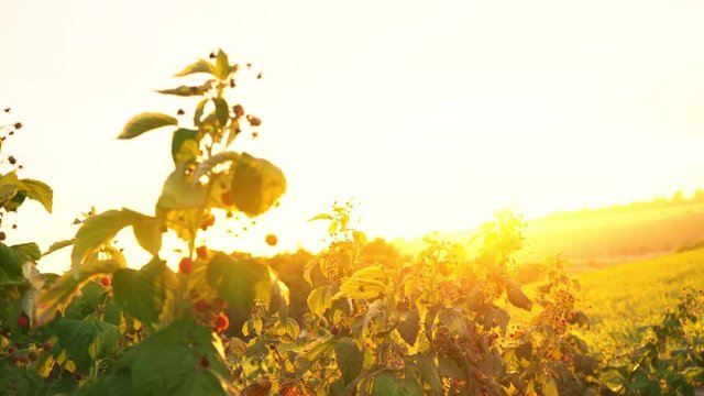 Raspberry bushes in the rays of the setting sun, sunset over the raspberry plantation, dawn in a field where raspberries grow