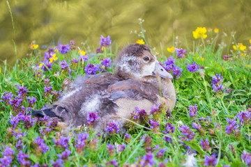 Close up of little wild duckling in a dutch park (Netherlands - Holland - Eindhoven - Sint-Oedenrode)