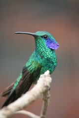 Costa Rican green violetear hummingbird with peacock like feather, San Gerardo de Dota, Costa Rica