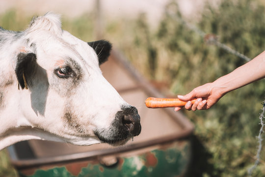 Woman's Hand Is Feeding (giving A Carrot) A White Cow (Belgian Blue Or Belgisch Witblauw) With A Lot Of Muscles (cows Without Myostatin) - Trust, Temptation, Motivation And Gmo Animals Concept