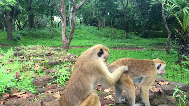 A curious monkey smells the anus of a like