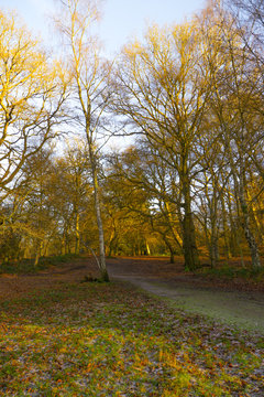 Woodland Sceane