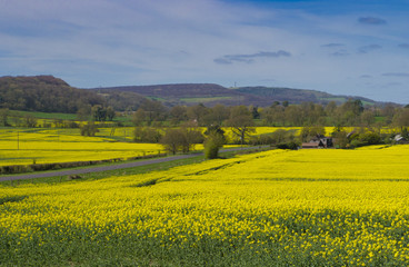 Rapeseed fields ,Sussex