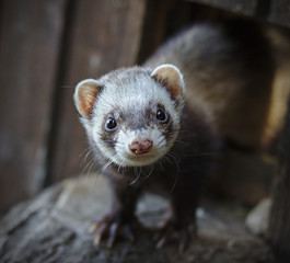 Fototapeta premium Ferret looking at the camera