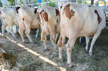 Modern farm cowshed with milking cows eating hay. Close up on udder of a cows.