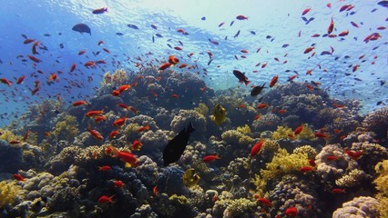 Fototapeta na wymiar Beautiful coral reef, colorful underwater scenery